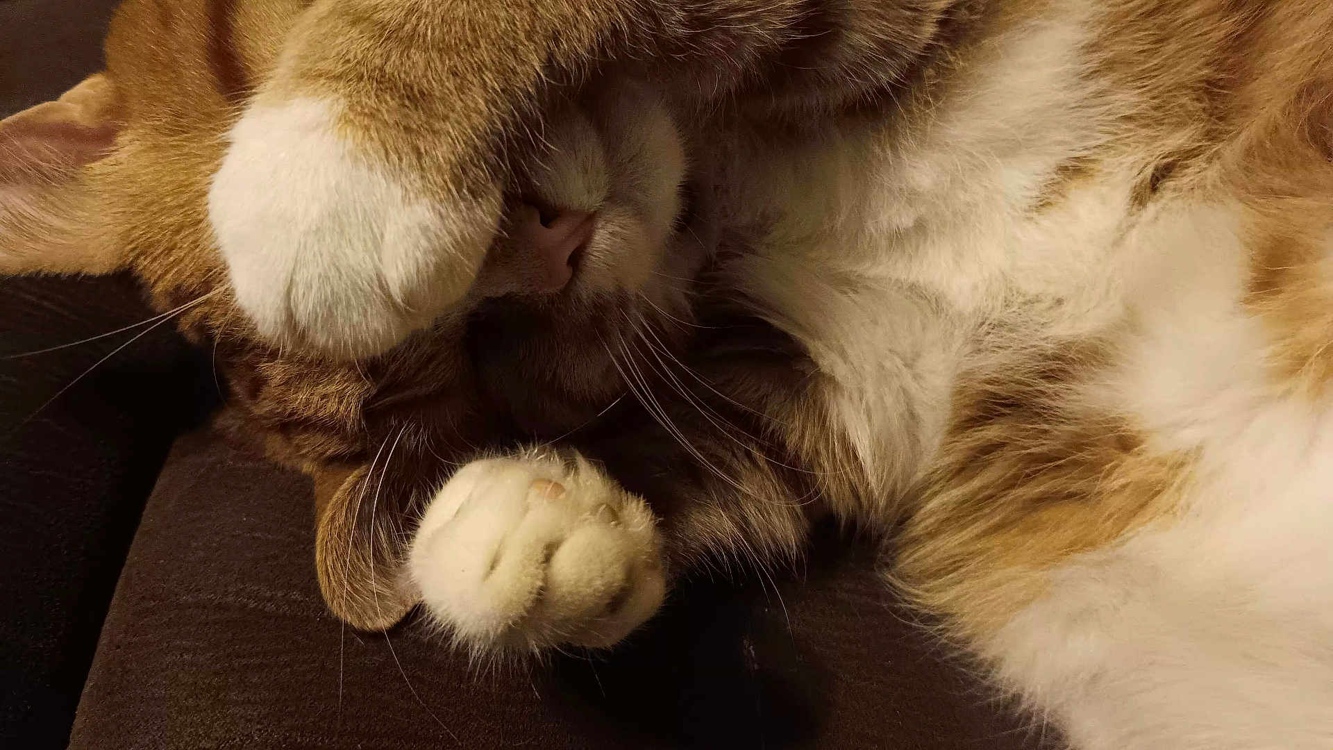 Bessie Poo joined the competition — help win amazing prizes! cat, paw, fur, sleeping, closeup, whiskers, nose, relaxing, cute, domestic_cat, brown, white, soft, animal, pet, cozy, indoor, resting, feline, nap