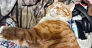 Bessie Poo joined the competition — help win amazing prizes! cat, clothes, comfortable, cozy, domestic_cat, fabric, fur, furry, household_items, indoor, orange_tabby, patterned_cloth, paws, pet, relaxed, resting, sleeping, tabby, textile, whiskers