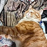 cat, clothes, comfortable, cozy, domestic_cat, fabric, fur, furry, household_items, indoor, orange_tabby, patterned_cloth, paws, pet, relaxed, resting, sleeping, tabby, textile, whiskers
