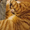Bessie Poo is registered to the contest to win money with this photo: animal, cat, closeup, cozy, cute, domestic_cat, feline, fur, ginger, indoor, lap, orange_tabby, paw, pet, relaxed, resting, sleeping, soft, striped, whiskers