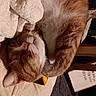Bessie Poo is registered to the contest to win money with this photo: animal, blanket, cat, closeup, comfortable, cozy, cute, domestic_cat, feline, fur, ginger_cat, indoor, paw, pet, relaxation, resting, sleeping, soft, warm_light, whiskers