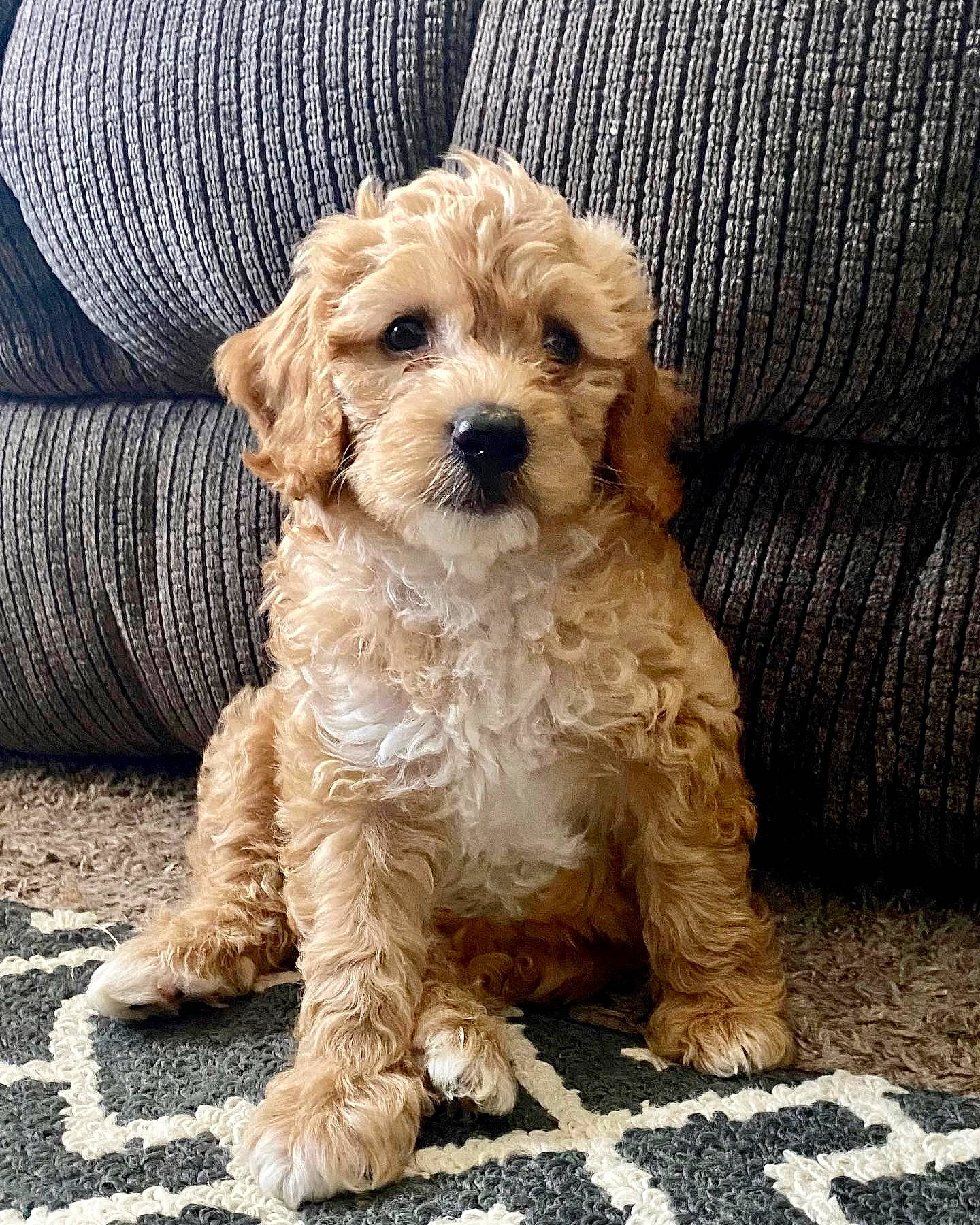 Kobe joined the competition — help win amazing prizes! canidae, carnivore, companion_dog, dog, dog_breed, dog_collar, dog_supply, fur, liver, maltepoo, non_sporting_group, pattern, puppy_love, small_terrier, terrier, toy_dog, water_dog, wood, working_animal, yorkipoo