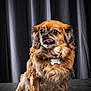 dog, brown, fluffy, tongue_out, pet, animal, sitting, portrait, indoor, cute, fur, collar, tag, studio, background, expression, paw, ears, face, canine