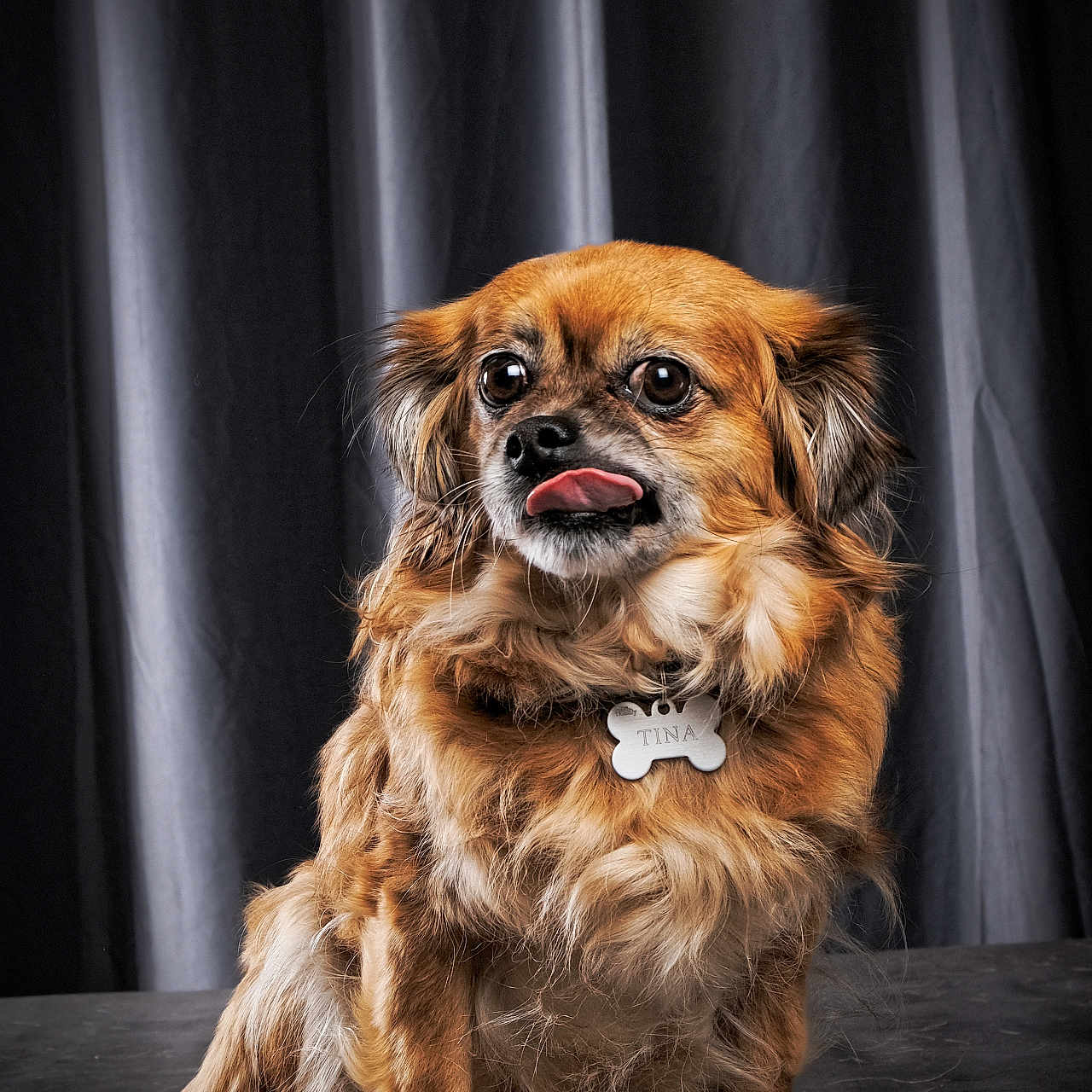 Tina participe au concours pour gagner de l'argent avec cette photo : animal, background, brown, canine, collar, cute, dog, ears, expression, face, fluffy, fur, indoor, paw, pet, portrait, sitting, studio, tag, tongue_out