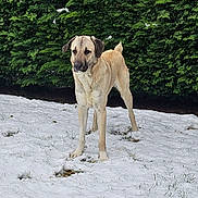 Mabrouck participe au concours pour gagner de l'argent avec cette photo : dog, snow, grass, hedge, outdoor, animal, canine, winter, nature, pet, standing, alert, fur, mammal, greenery, background, cold, park, daylight, watchful