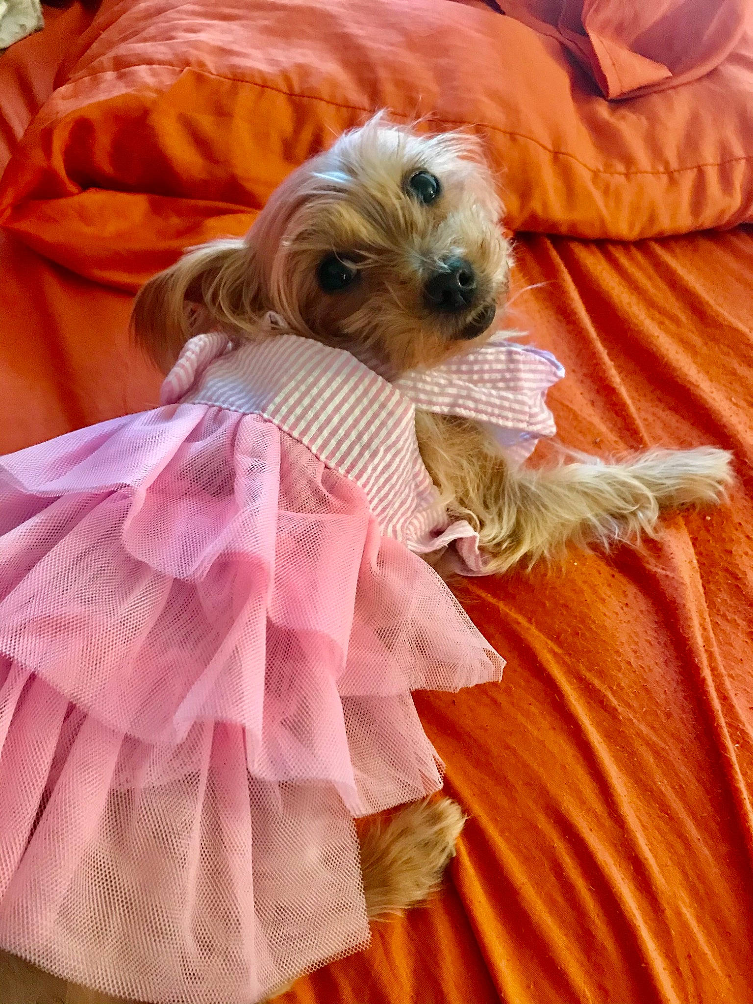 Girlfriend is registered to the contest to win money with this photo: ballet_tutu, carnivore, comfort, companion_dog, dog, dog_breed, dog_clothes, dog_supply, fawn, fur, linens, magenta, orange, sleeve, small_terrier, sporting_group, t_shirt, textile, toy_dog, working_animal