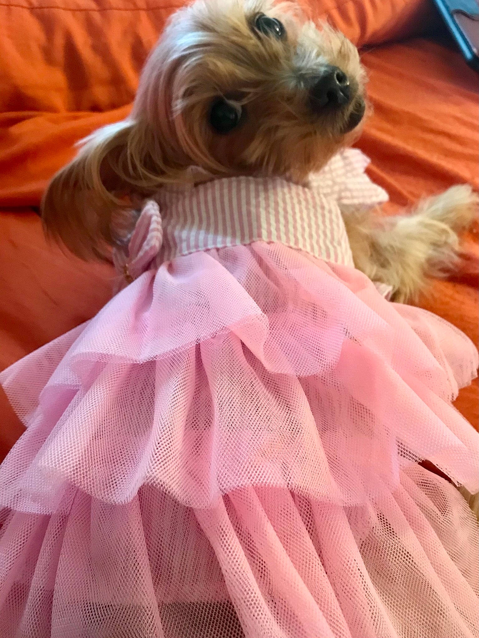 Girlfriend is registered to the contest to win money with this photo: carnivore, companion_dog, dog, dog_breed, dog_clothes, dog_supply, fashion_accessory, fawn, fur, liver, magenta, peach, pink, purple, sleeve, small_terrier, snout, tableware, toy_dog, working_animal