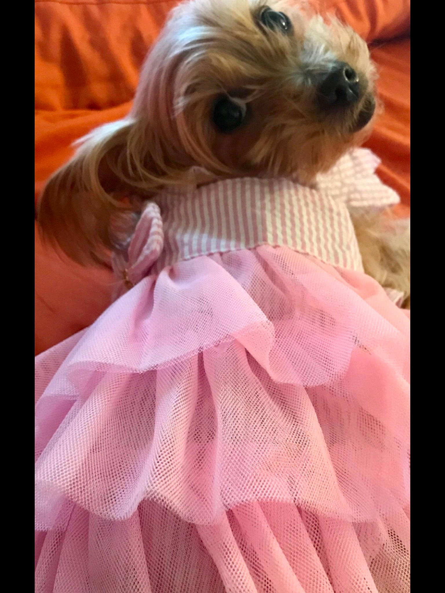 Girlfriend joined the competition — help win amazing prizes! carnivore, companion_dog, dog, dog_breed, dog_clothes, dog_supply, eyewear, fawn, fur, liver, magenta, pink, selfie, sleeve, small_terrier, sporting_group, t_shirt, terrier, toy_dog, working_animal