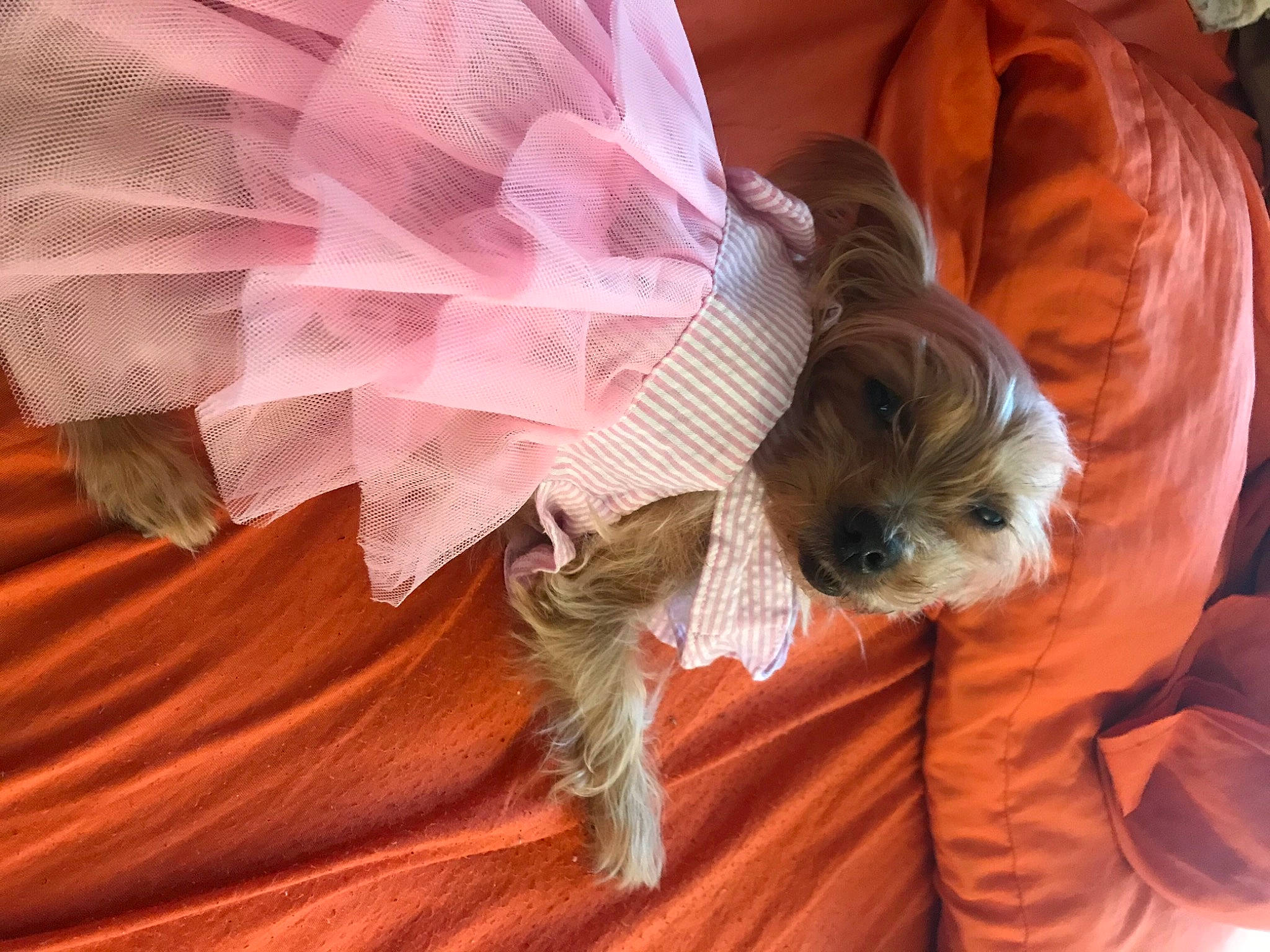 Girlfriend is registered to the contest to win money with this photo: angel, bridal_accessory, child, companion_dog, dog, event, fashion_accessory, fashion_design, feather, flooring, fur, hair, hairstyle, headpiece, outerwear, textile, toy_dog, umbrella, vertebrate, wing