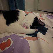 Watson participe au concours pour gagner de l'argent avec cette photo : animal, black_and_white, blanket, calm, cat, closeup, cozy, cute, domestic_cat, ear, floral_pattern, fur, indoor, paw, pet, pink_nose, quiet, relaxing, resting, sleeping