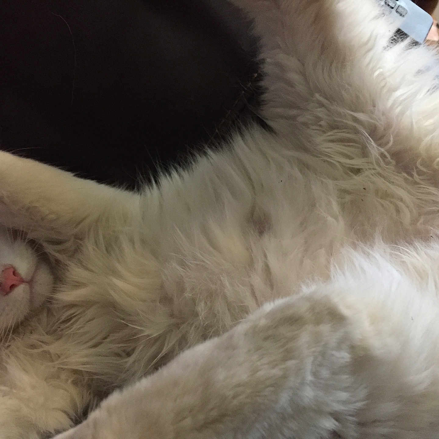 Cat Parson is registered to the contest to win money with this photo: abyssinian, angora, animal, armchair, bodypart, canine, cat, chair, clothing, couch, dog, eskimodog, fur, furniture, kitten, manx, mouth, person, pet, siamese