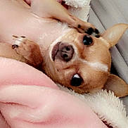 Minny joined the competition — help win amazing prizes! dog, small_dog, blanket, pink_blanket, white_blanket, cozy, pet, cute, ears, nose, fur, indoor, resting, snuggling, soft_texture, animal, companion, cute_pet, close_up, relaxed