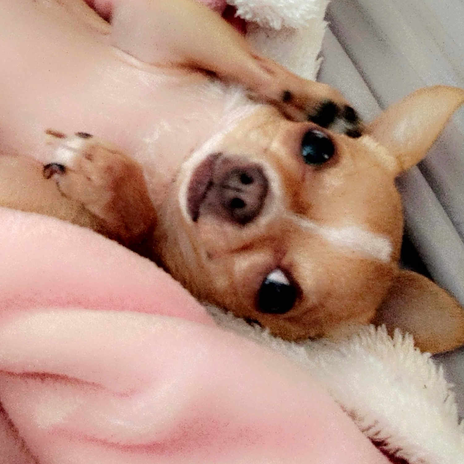 Minny joined the competition — help win amazing prizes! dog, small_dog, blanket, pink_blanket, white_blanket, cozy, pet, cute, ears, nose, fur, indoor, resting, snuggling, soft_texture, animal, companion, cute_pet, close_up, relaxed