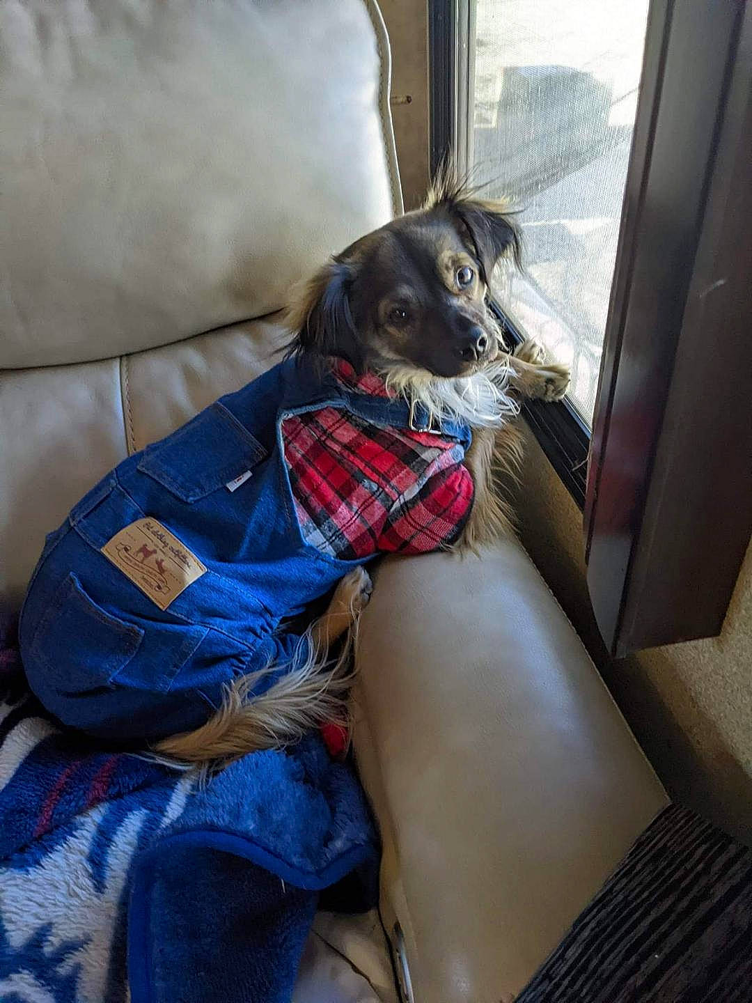 Nahla is registered to the contest to win money with this photo: canidae, carnivore, collar, comfort, companion_dog, couch, dog, dog_breed, dog_supply, fur, human_leg, nap, pattern, plaid, sitting, snout, sporting_group, thigh, whiskers, working_animal