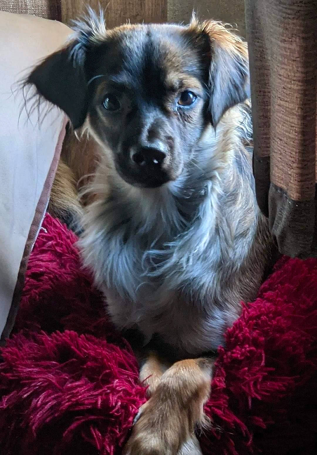 Nahla is registered to the contest to win money with this photo: canidae, carnivore, companion_dog, dog, dog_breed, fur, magenta, snout, sporting_group, whiskers, working_dog