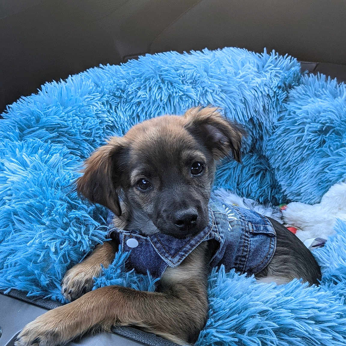 Nahla