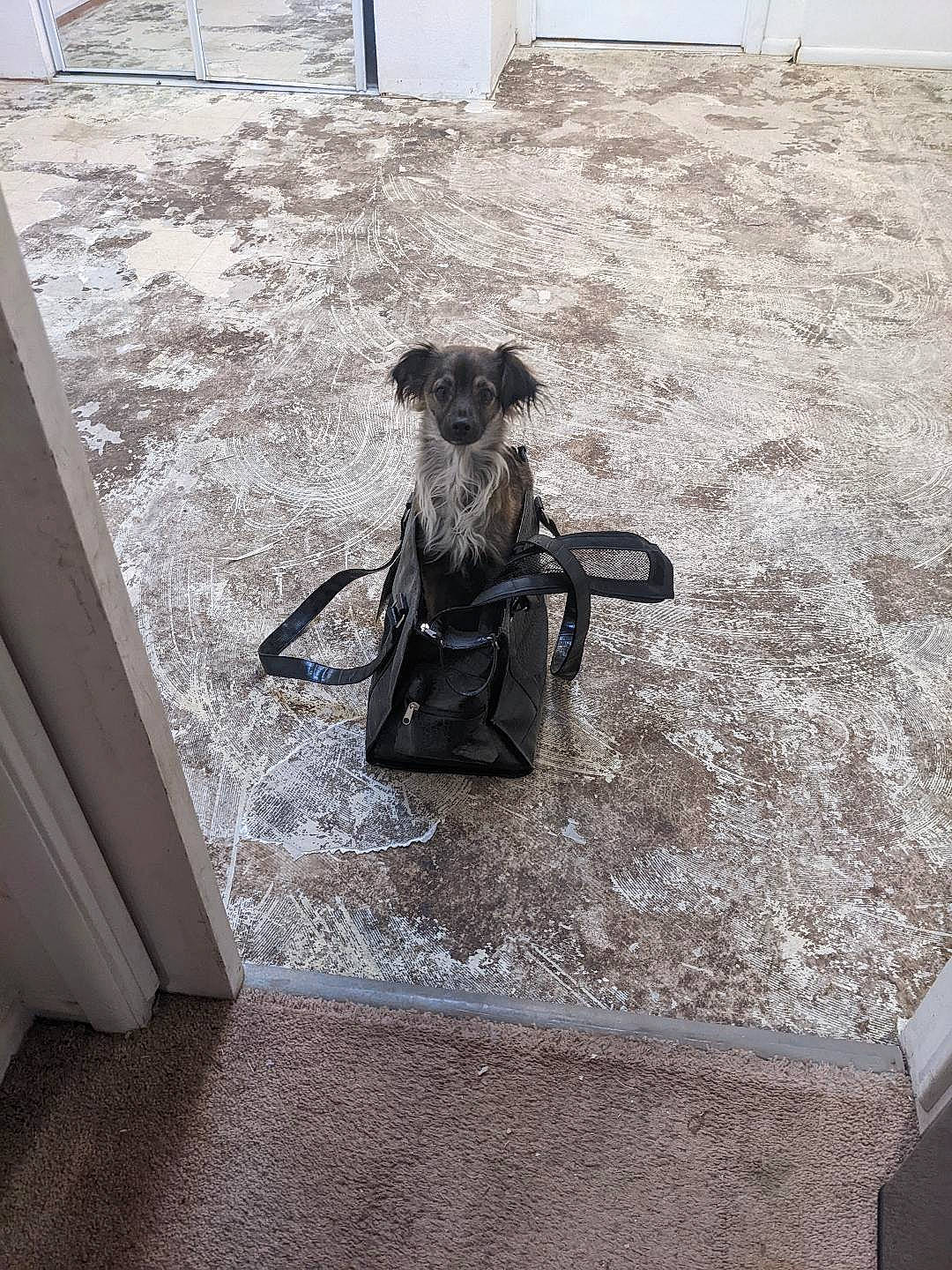 Nahla is registered to the contest to win money with this photo: baby_carriage, bicycle_basket, bicycle_handlebar, canidae, carnivore, collar, companion_dog, dog, dog_breed, dog_supply, fawn, flooring, grey, leash, pet_supply, sitting, snout, sporting_group, toy_dog, working_animal