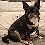 Luna participe au concours pour gagner de l'argent avec cette photo : animal, black_dog, companion, couch, cozy, dog, domestic, ears_up, fur, furniture, home, indoor, looking, pet, pillow, portrait, sitting, small_dog, tan_markings, white_paws
