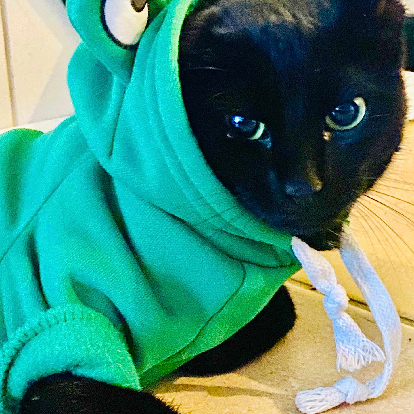 Georgette participe au concours pour gagner de l'argent avec cette photo : animal, black_cat, cat, closeup, costume, cute, domestic_cat, ears, eyes, feline, floor, green_hoodie, hoodie, indoor, pet_clothing, playful, portrait, resting, tile_floor, whiskers