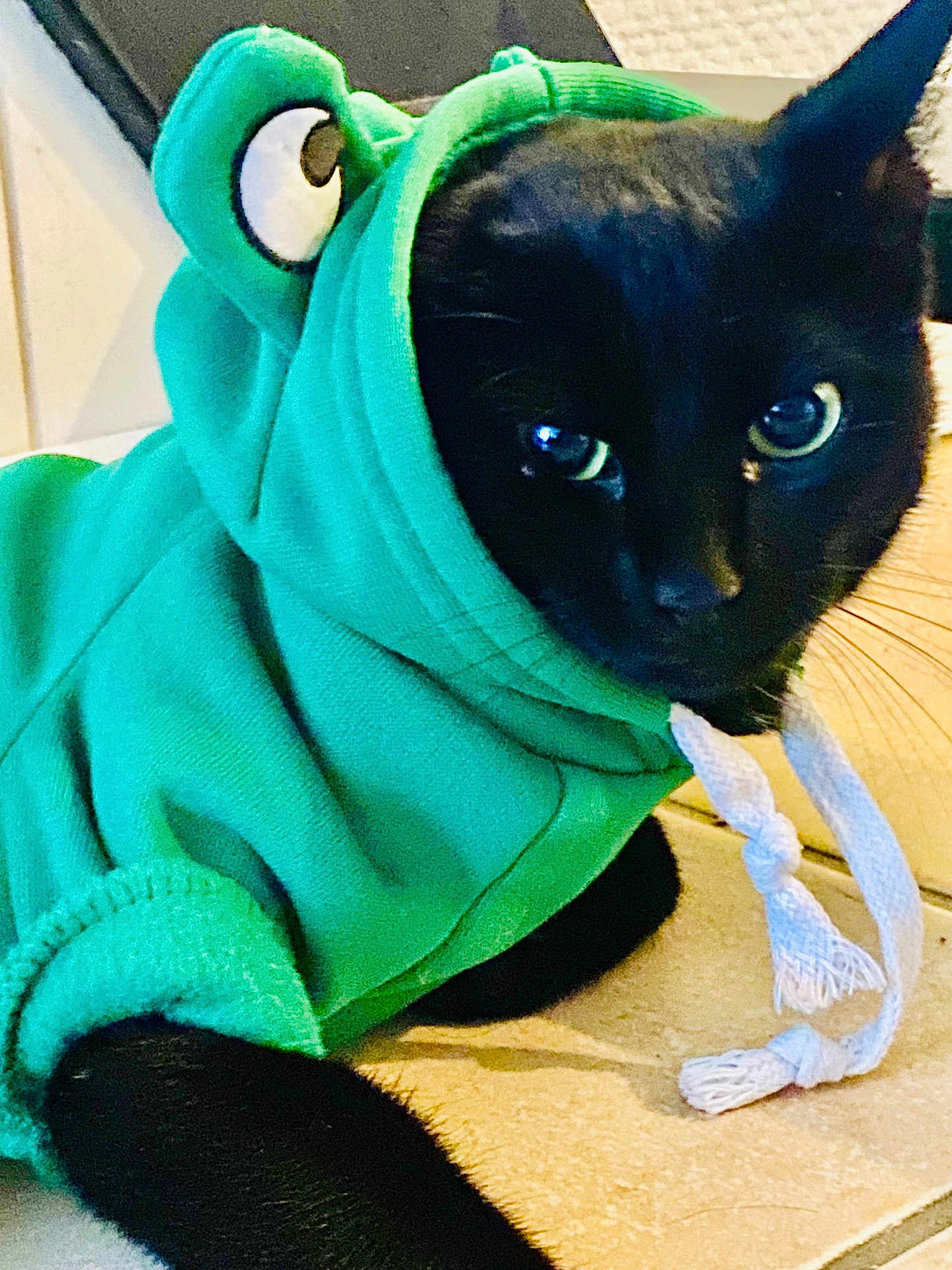 Georgette participe au concours pour gagner de l'argent avec cette photo : cat, black_cat, hoodie, green_hoodie, pet_clothing, animal, indoor, floor, tile_floor, cute, costume, ears, whiskers, domestic_cat, feline, resting, portrait, closeup, eyes, playful