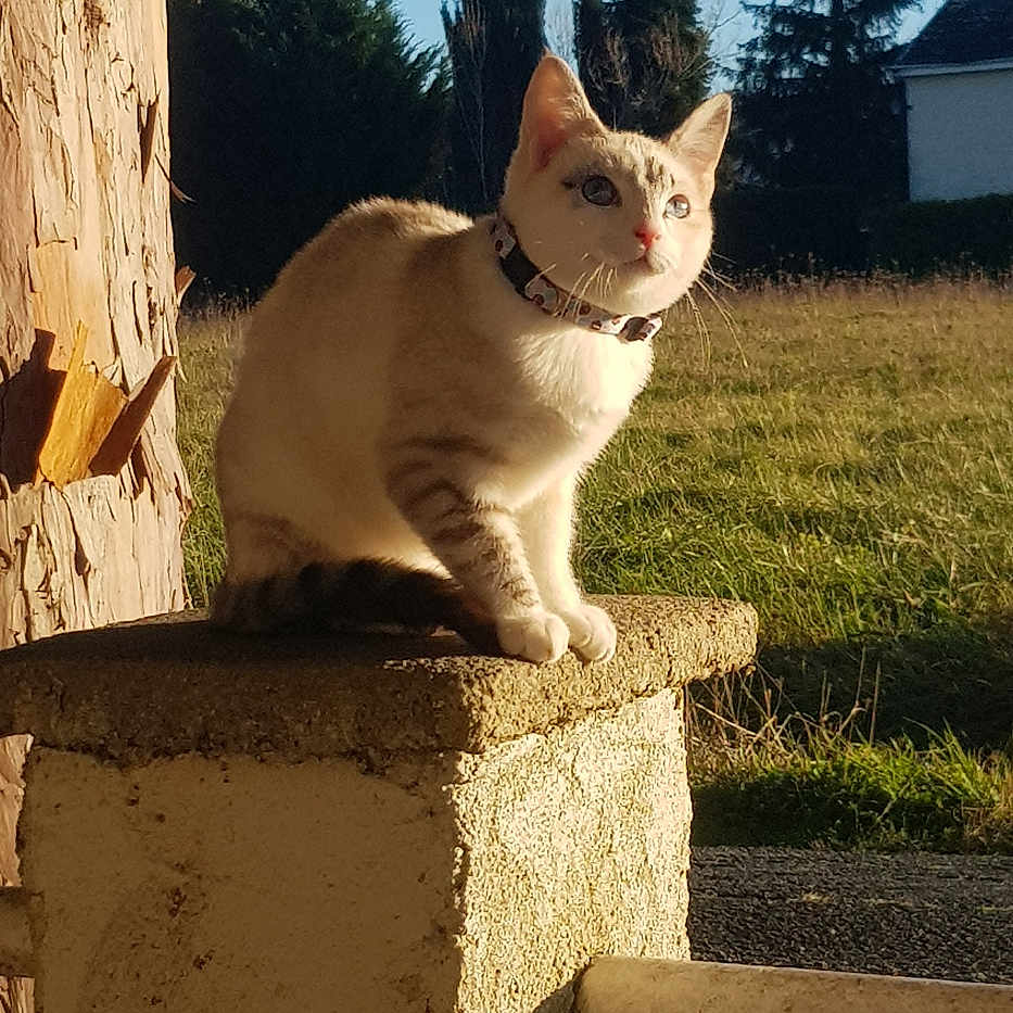 Bella a rejoint le concours — aidez-le/la à gagner de superbes lots ! animal, blue_sky, cat, closeup, collar, concrete_pillar, curious, daylight, feline, grass, greenery, mammal, nature, outdoor, peaceful, perched, pet, quiet, sunlight, tree