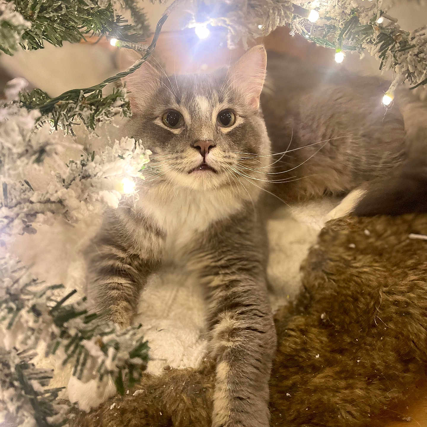 Biscuit joined the competition — help win amazing prizes! abyssinian, angora, animal, cat, flare, glitter, ice, kitten, light, lighting, manx, nature, night, outdoors, pet, plant, siamese, snow, tree, wood