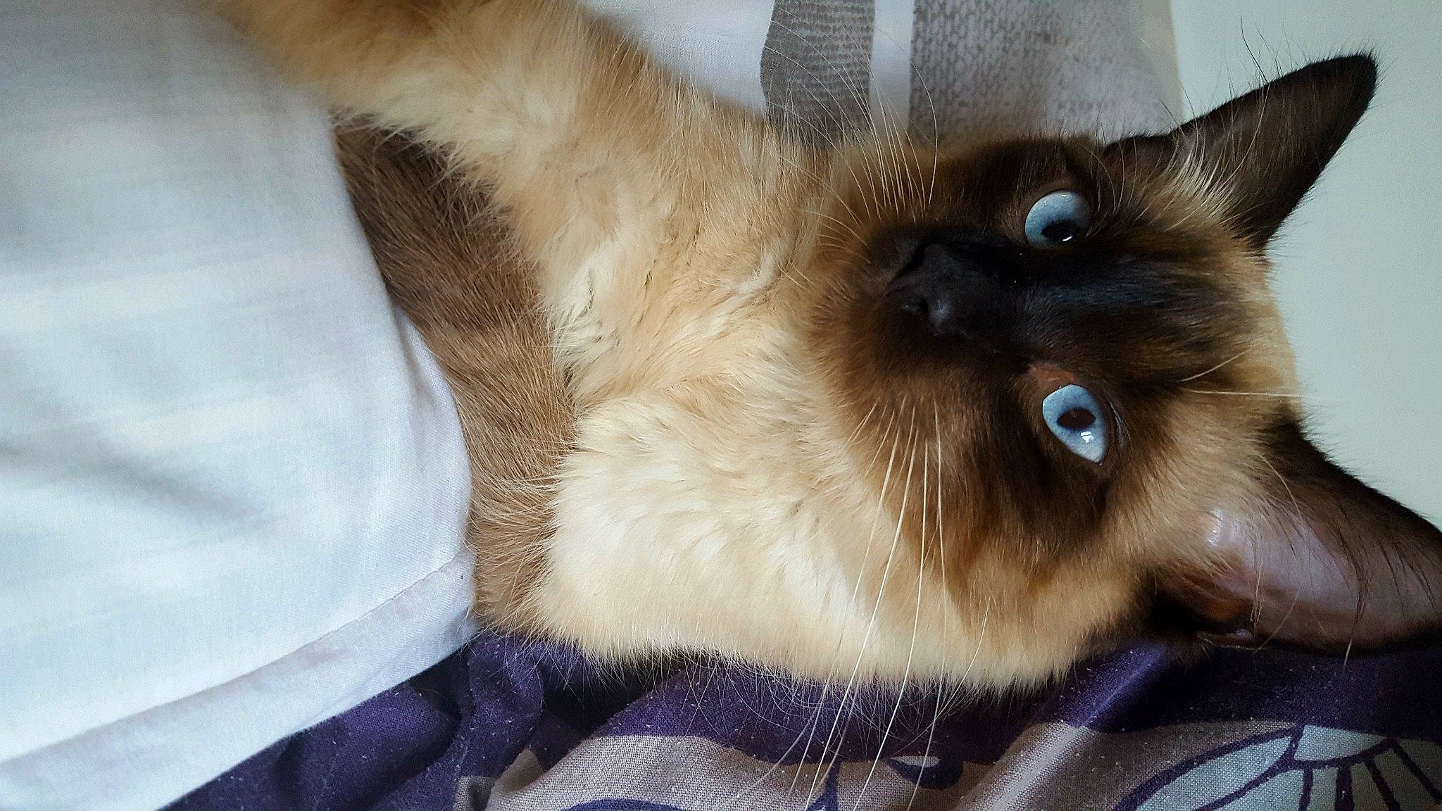 Raoul participe au concours pour gagner de l'argent avec cette photo : balinese, birman, carnivore, cat, comfort, electric_blue, fawn, felidae, fur, iris, ragdoll, siamese, small_to_medium_sized_cats, snout, thai, whiskers