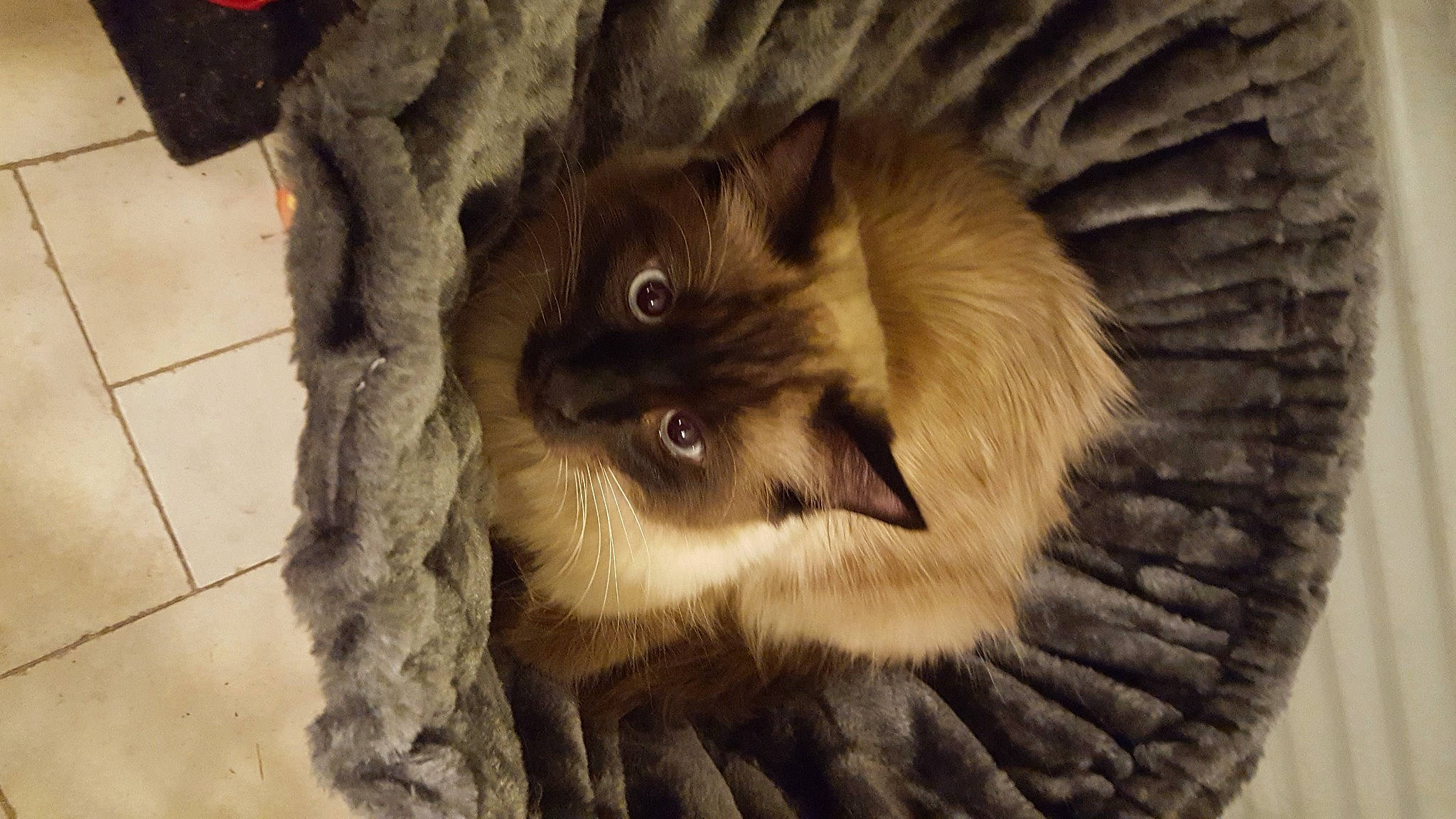 Raoul participe au concours pour gagner de l'argent avec cette photo : balinese, british_longhair, carnivore, cat, claw, companion_dog, dog_breed, fang, fawn, felidae, fur, grey, paw, ragdoll, small_to_medium_sized_cats, snout, tail, terrestrial_animal, whiskers, wood