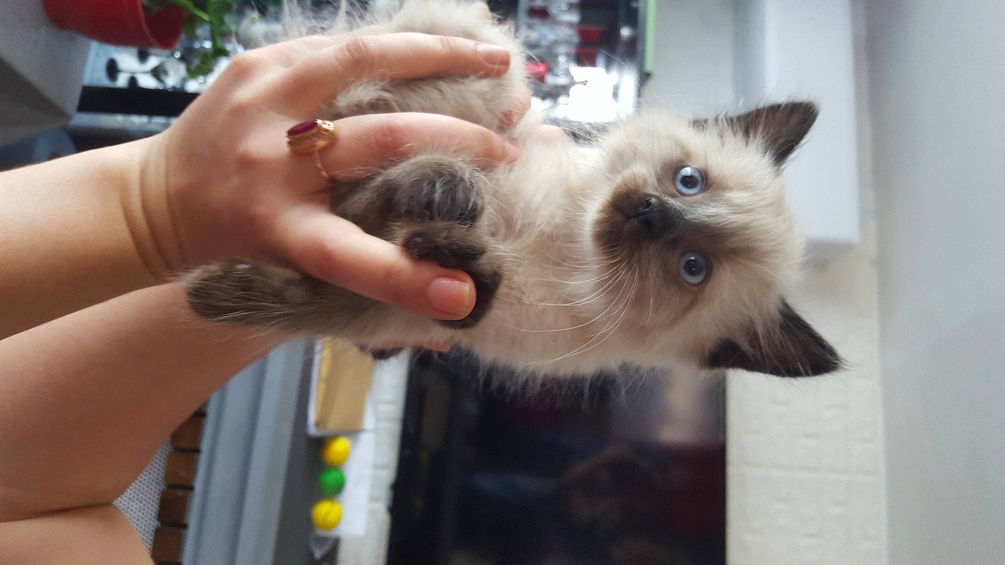 Raoul a rejoint le concours — aidez-le/la à gagner de superbes lots ! balinese, birman, carnivore, cat, companion_dog, curious, fawn, felidae, fur, nail, siamese, small_to_medium_sized_cats, thai, thumb, tonkinese, whiskers