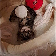 Vaiana a rejoint le concours — aidez-le/la à gagner de superbes lots ! animal, bed, canine, cat, couch, cradle, cushion, dog, face, furniture, head, homedecor, indoors, kitten, person, pet, photography, portrait, puppy, sleeping