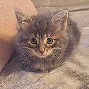 Olaf participe au concours pour gagner de l'argent avec cette photo : abyssinian, angora, animal, blanket, cat, kitten, manx, pet