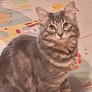 Nala a rejoint le concours — aidez-le/la à gagner de superbes lots ! cat, tabby, gray_cat, pet, animal, feline, cute, indoor, playmat, colorful_background, striped, whiskers, ears, eyes, fur, sitting, young_cat, domestic_cat, curious, adorable