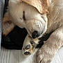dog, puppy, sleeping, golden_retriever, paw, fur, cute, pet, animal, indoors, resting, closeup, adorable, cozy, laying, snout, soft, peaceful, floor, young