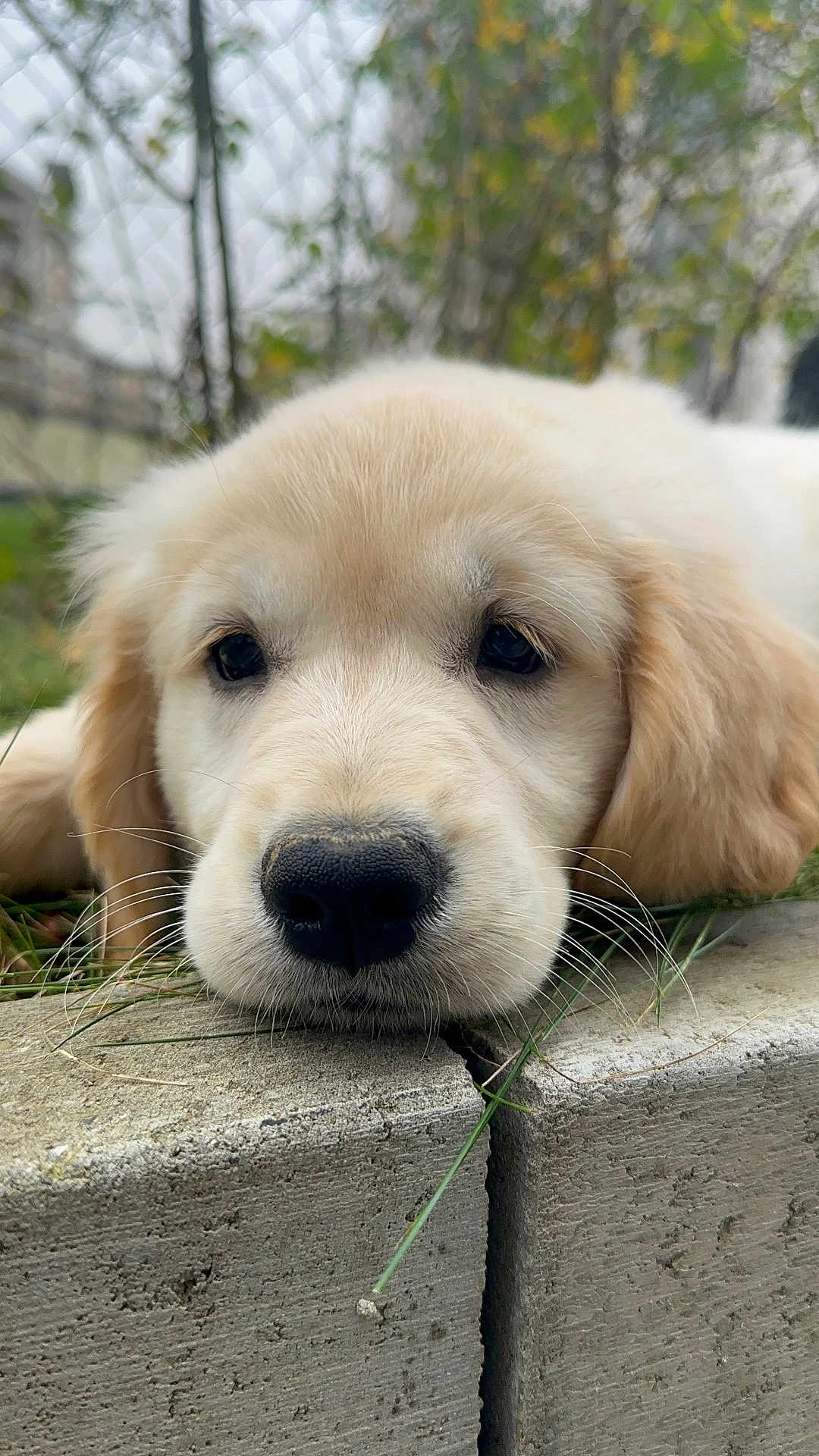 Astra a rejoint le concours — aidez-le/la à gagner de superbes lots ! puppy, golden_retriever, dog, pet, cute, laying_down, outdoor, grass, concrete, closeup, face, whiskers, fur, nose, ears, young, animal, nature, sleepy, adorable