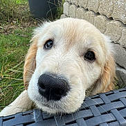 Astra participe au concours pour gagner de l'argent avec cette photo : puppy, dog, golden_retriever, close_up, outdoor, grass, face, black_nose, whiskers, fur, cute, pet, animal, chair, woven_chair, resting, texture, stone_wall, nature, daylight