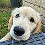 puppy, dog, golden_retriever, close_up, outdoor, grass, face, black_nose, whiskers, fur, cute, pet, animal, chair, woven_chair, resting, texture, stone_wall, nature, daylight