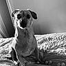 dog, bed, blanket, indoor, pet, animal, black_and_white, fur, cute, portrait, sitting, looking, ears, whiskers, domestic_animal, bedroom, texture, calm, companion, cute_pet