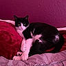 Juju joined the competition — help win amazing prizes! animal, bed, black_and_white, blanket, cat, comfort, cozy, cute, domestic, feline, fur, indoor, pet, pillow, purple_wall, relaxed, resting, sleepy, soft_texture, whiskers