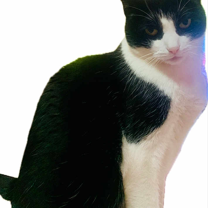 Juju
