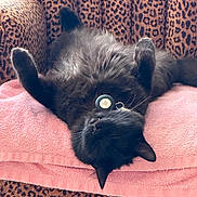 Shadow is registered to the contest to win money with this photo: cat, black_cat, feline, pet, sleeping, relaxed, fluffy, fur, collar, tag, towel, pink, chair, leopard_print, pattern, indoor, cozy, resting, cute, animal