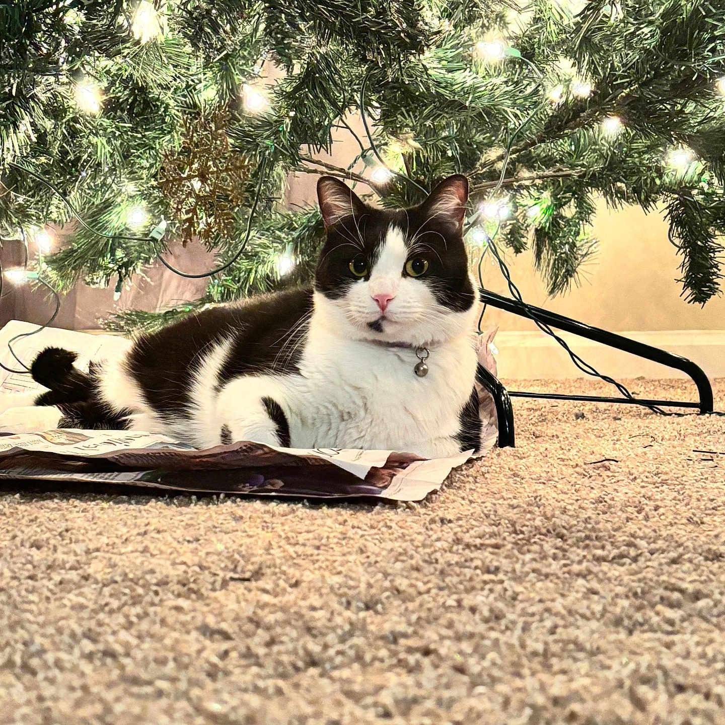Mimi is registered to the contest to win money with this photo: accessories, animal, cat, face, grass, head, kitten, land, light, lighting, manx, nature, outdoors, person, pet, photography, plant, portrait, tree, vegetation
