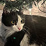 abyssinian, animal, blackcat, cat, christmas, christmasdecorations, christmastree, conifer, festival, fir, kitten, manx, pet, plant, tree