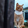 cat, orange_cat, white_fur, blue_eyes, outdoor, fence, perched, animal, pet, garden, house, wooden_post, curious, sitting, daylight, sky, building, tail, whiskers, fur