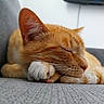 Mitaine a rejoint le concours — aidez-le/la à gagner de superbes lots ! cat, ginger_cat, sleeping, paw, close_up, indoor, couch, feline, pet, fur, whiskers, relaxing, cozy, nap, animal, domestic_animal, quiet, resting, soft_light, texture