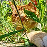Mitaine participe au concours pour gagner de l'argent avec cette photo : cat, orange_tabby, grass, plants, outdoor, sunlight, paw, curious, greenery, nature, ground, rocks, closeup, animal, pet, relaxed, hiding, backyard, feline, daylight