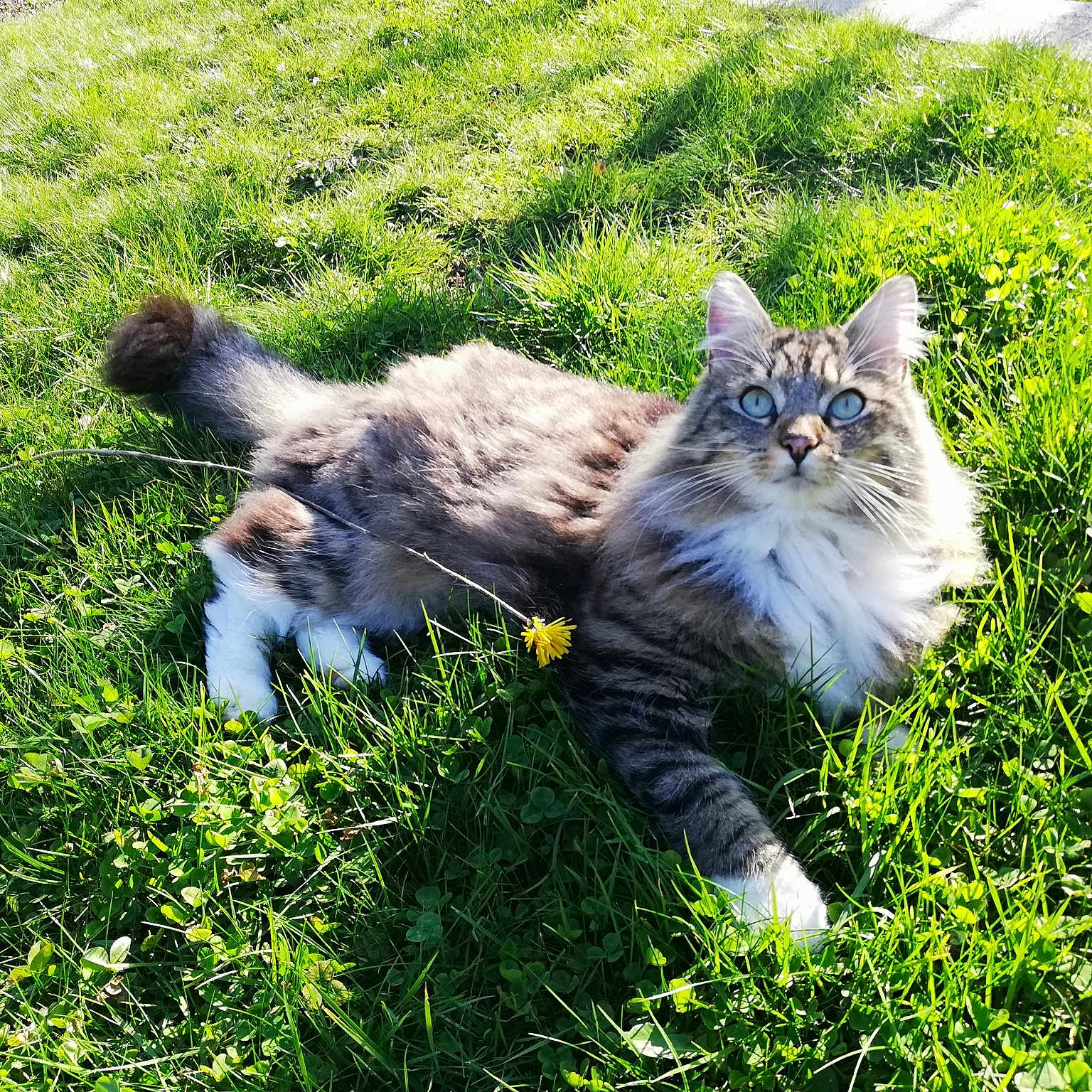 Noisette a rejoint le concours — aidez-le/la à gagner de superbes lots ! american_curl, british_semi_longhair, carnivore, cat, domestic_long_haired_cat, felidae, fur, grass, kurilian_bobtail, lawn, maine_coon, norwegian_forest_cat, plant, siberian, small_to_medium_sized_cats, sunlight, tabby_cat, tail, whiskers, wild_cat