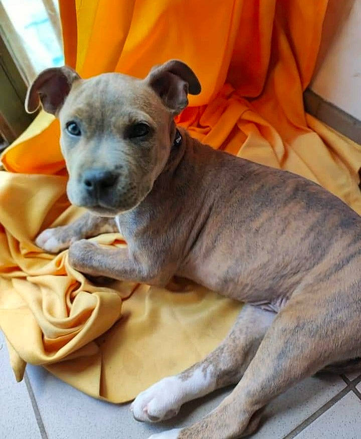 Tayra a rejoint le concours — aidez-le/la à gagner de superbes lots ! canidae, carnivore, collar, comfort, companion_dog, dog, dog_breed, dog_collar, dog_supply, ear, fawn, non_sporting_group, paw, pet_supply, snout, sporting_group, terrestrial_animal, toy_dog, whiskers, working_animal