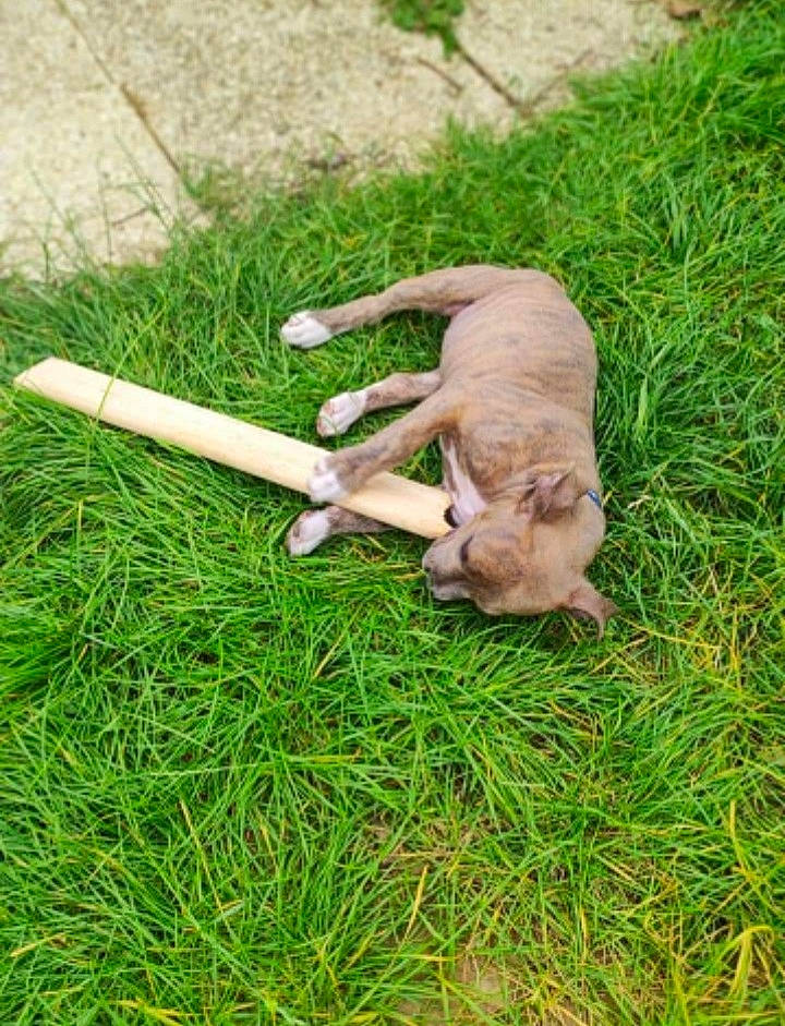 Tayra a rejoint le concours — aidez-le/la à gagner de superbes lots ! air_gun, canidae, companion_dog, dog_breed, fawn, grass, groundcover, plant, recreation, shotgun, soil, sporting_group, stonemasons_hammer, tail, terrestrial_animal, tool, toy, wildlife, wood, working_animal