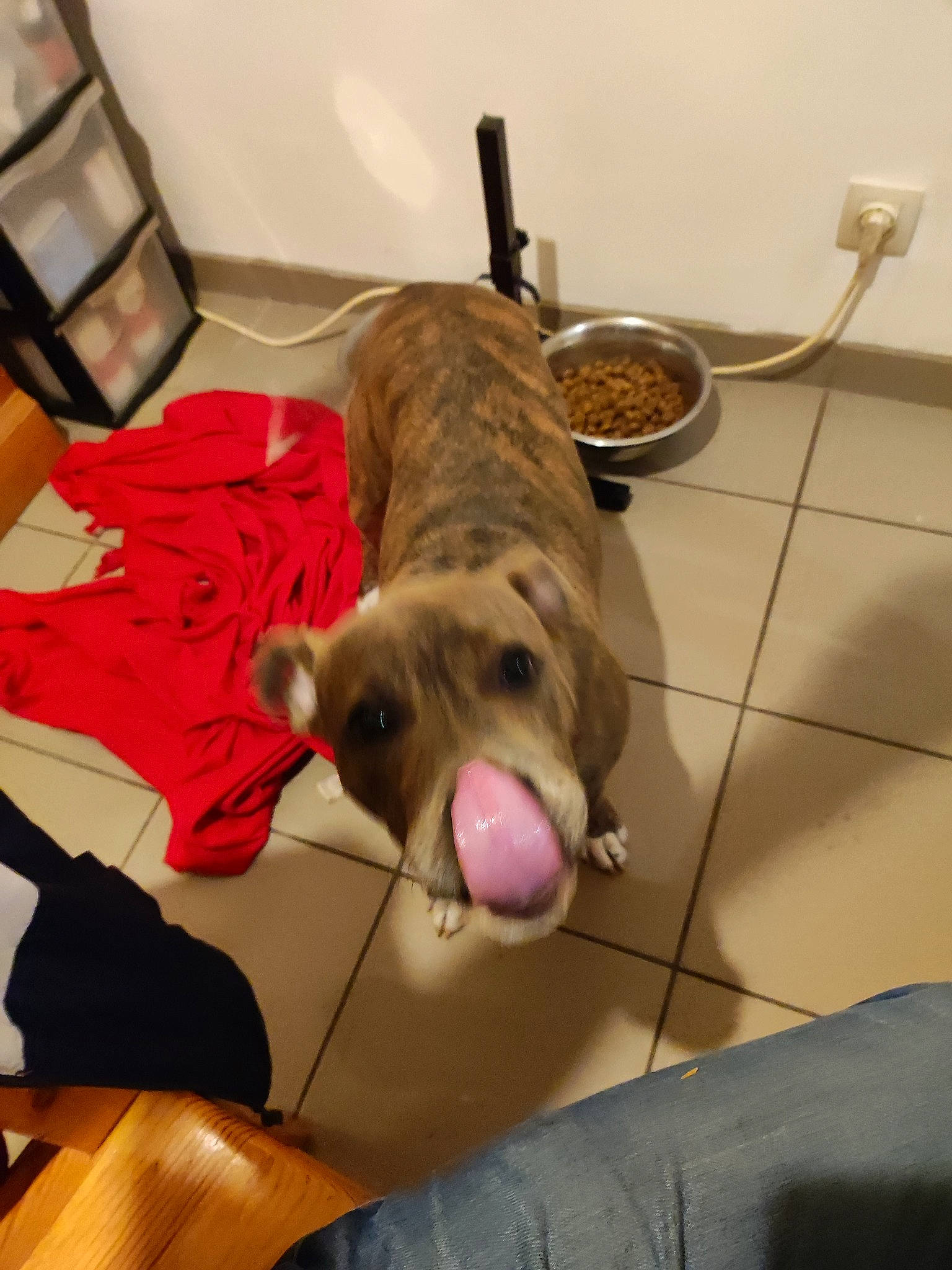 Tayra participe au concours pour gagner de l'argent avec cette photo : canidae, carnivore, comfort, companion_dog, dog, dog_bed, dog_breed, dog_supply, ear, fawn, floor, flooring, fur, liver, paw, pet_supply, snout, whiskers, working_animal, wrinkle