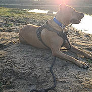 Cameron a rejoint le concours — aidez-le/la à gagner de superbes lots ! animal, calm, canine, collar, dog, forest, harness, lake, leash, nature, outdoor, peaceful, pet, relaxing, sand, side_view, sky, sunlight, sunset, water